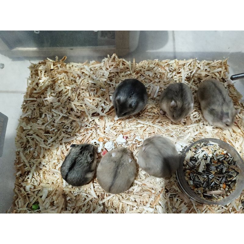 hamster winter white tiger/winter white argente red eyes/
