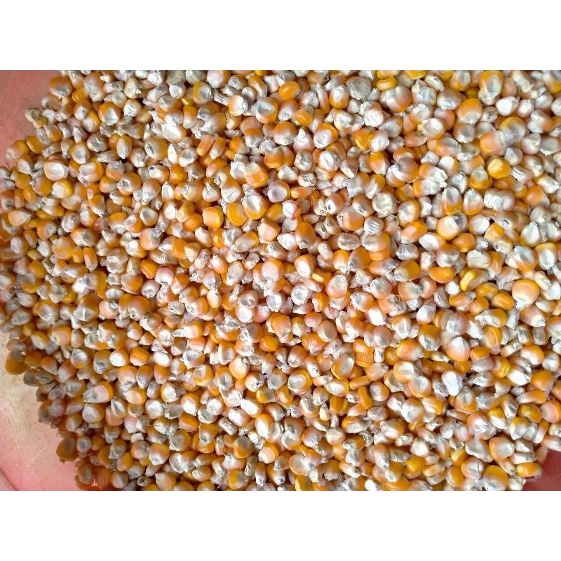 

Jagung Kering Biasa 1 Kg (ID Express)