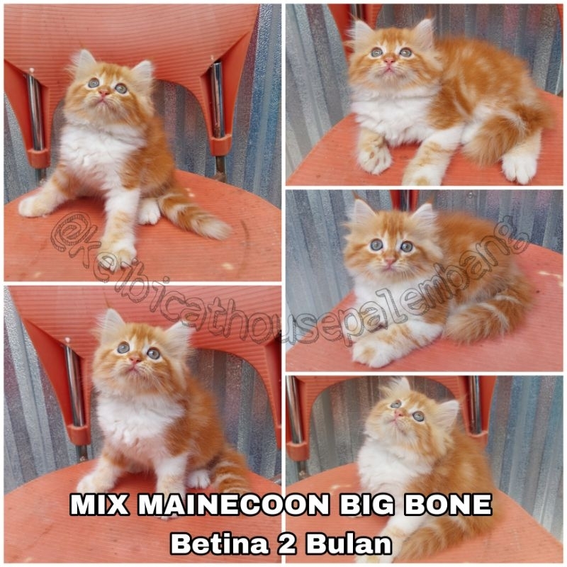 KUCING PERSIA KITTEN MIX MAINECOON BIG BONE
