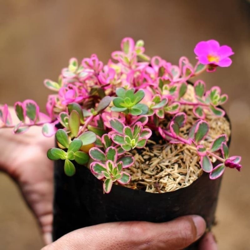 Tanaman Gantung Portulaca Krokot  Varigata Pink