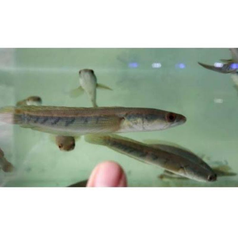 channa yellow Sentarum