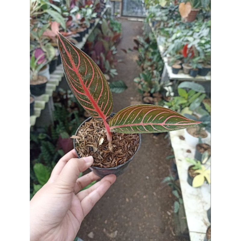 Aglonema Pride of Sumatra (POS) / Red Sumatra