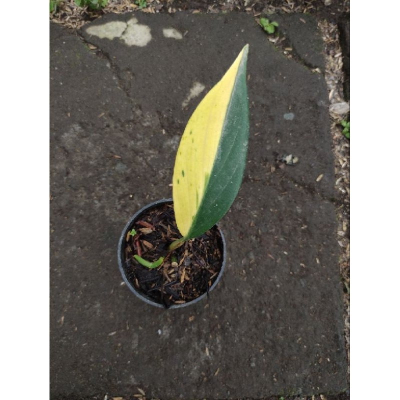 Scindapsus Hederaceus Variegata