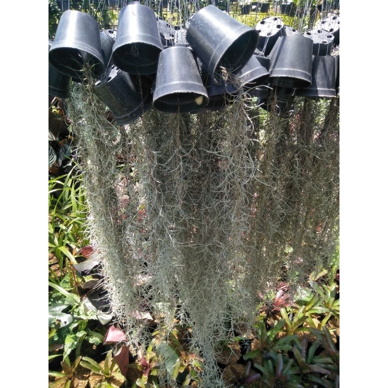 Tanaman Jenggot Musa