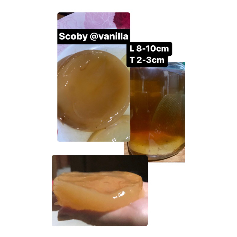 

scoby kombucha/Bibit kombucha murah