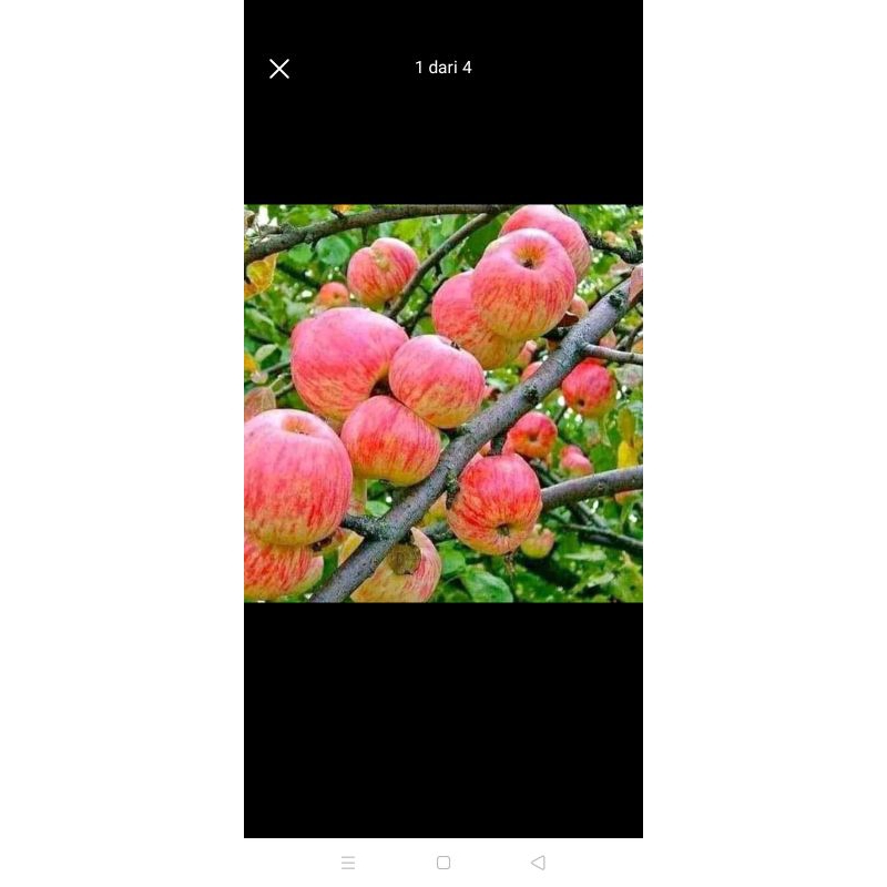 Bibit apel cangkok cepat berbuah