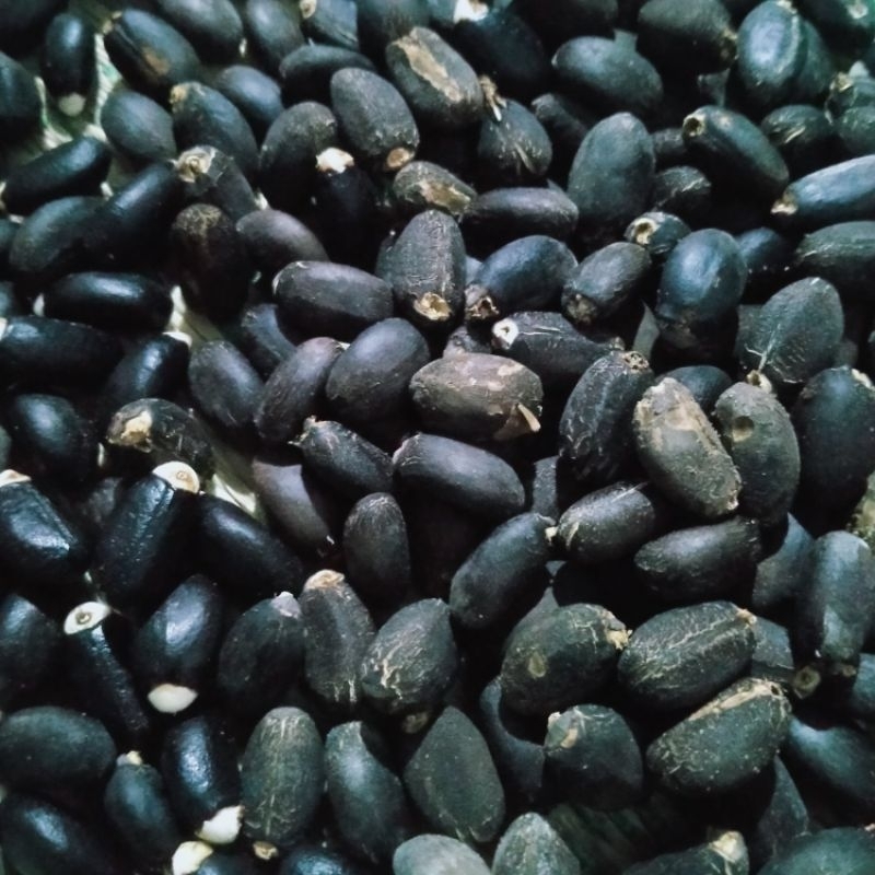 biji jarak umpan bawal gacor