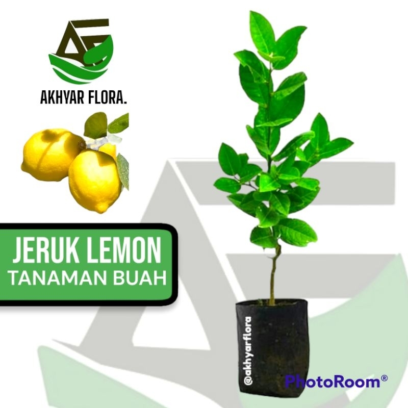 BIBIT TANAMAN BUAH JERUK LEMON BIBIT JERUK LEMON TEA