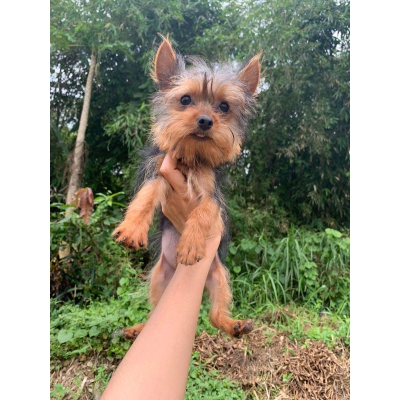 Link CO yorkshire betina ( Vall )