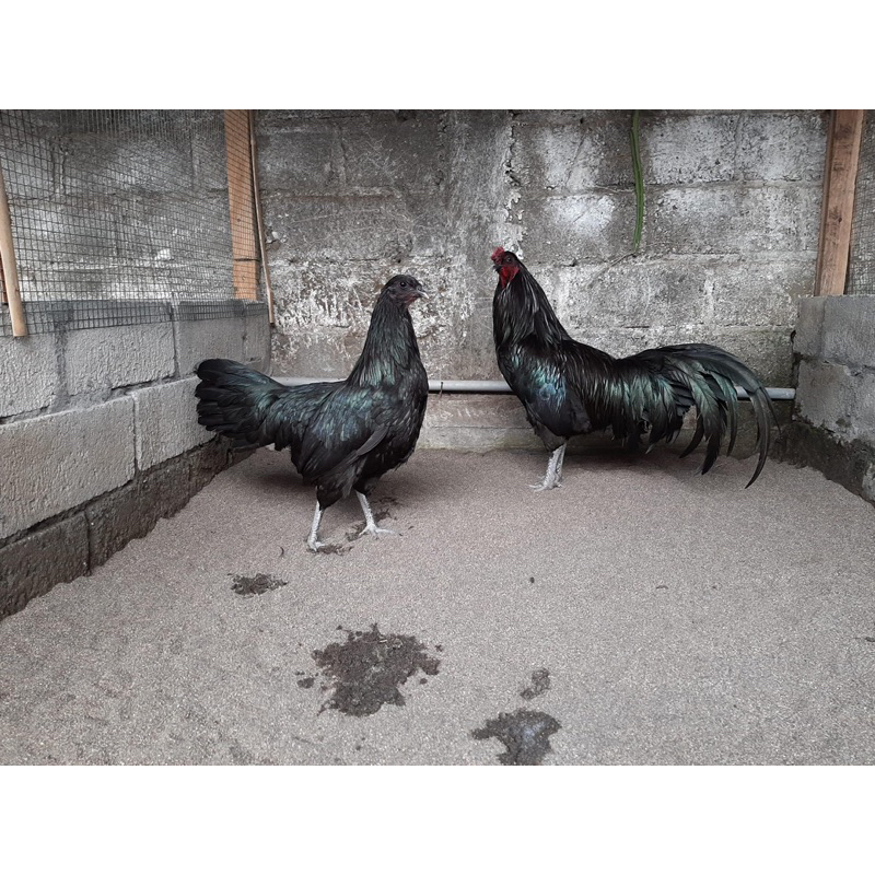 

TELUR FERTIL BLACK SUMATRA LARGE UNTUK DITETASKAN