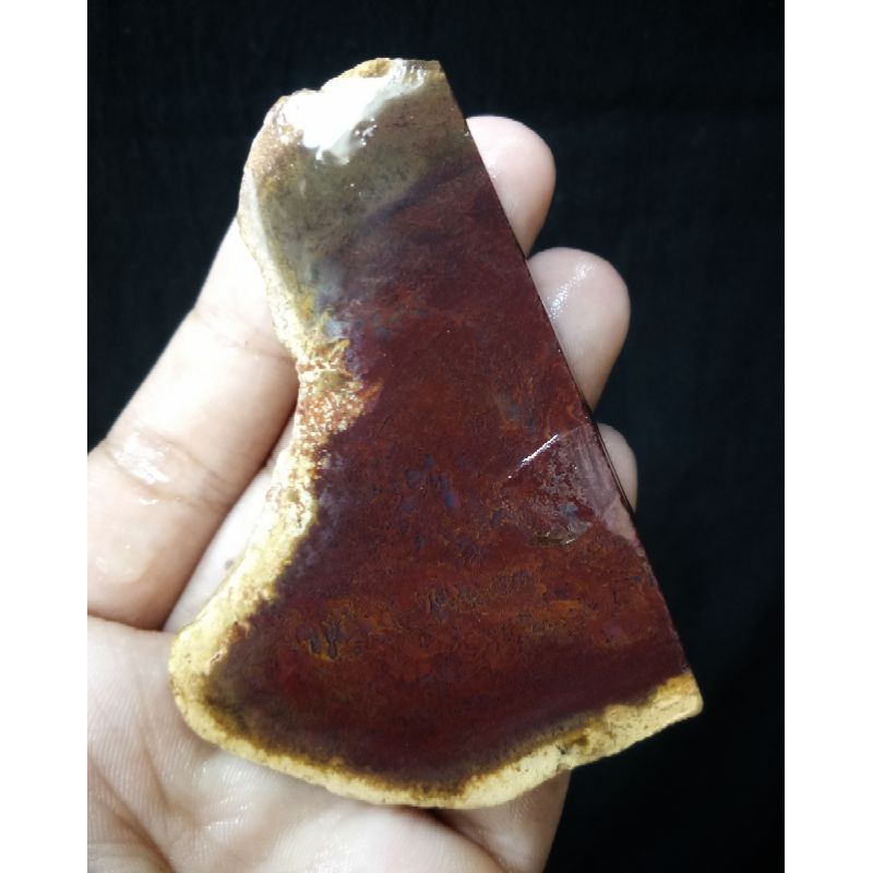 Rough Bahan Lumut Merah Suliki