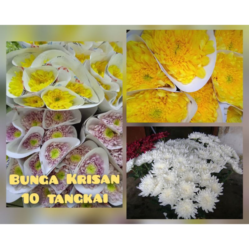 Bunga KRISAN 10 tangkai , Bunga Potong Segar