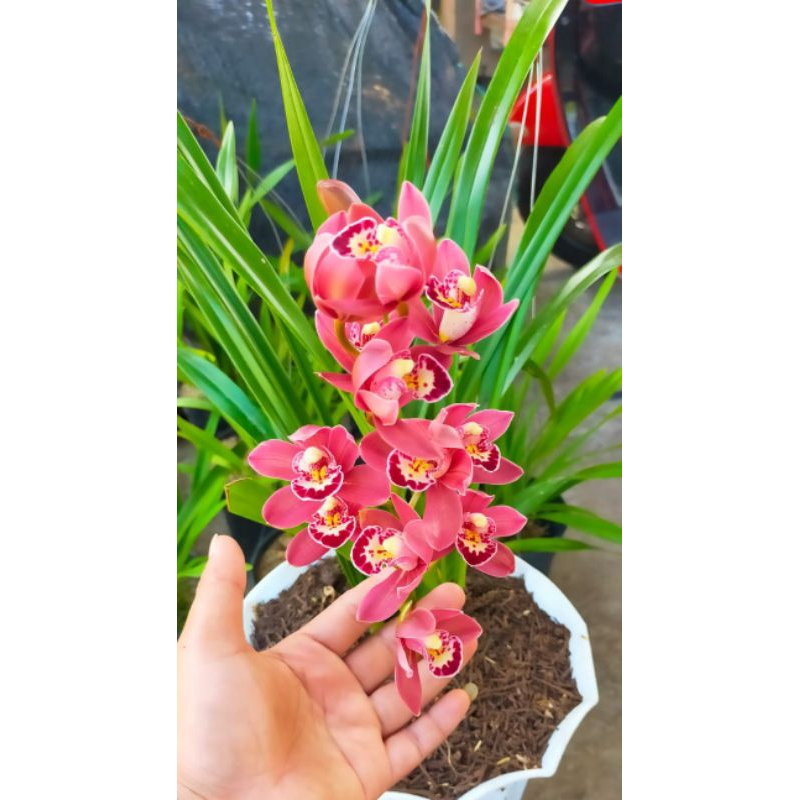Anggrek Cymbidium Red Ausie Spike