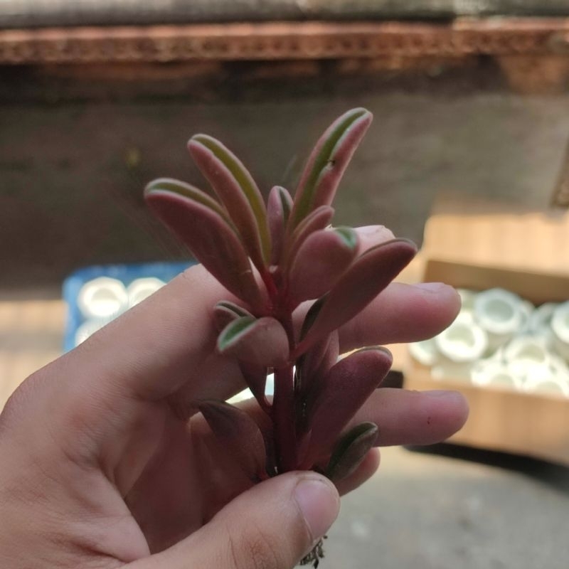 Peperomia graveolens ruby glow / Sukulen cabe merah