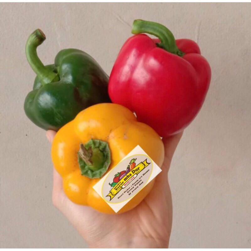 

Paprika Merah / Paprika Hijau / Paprika Kuning