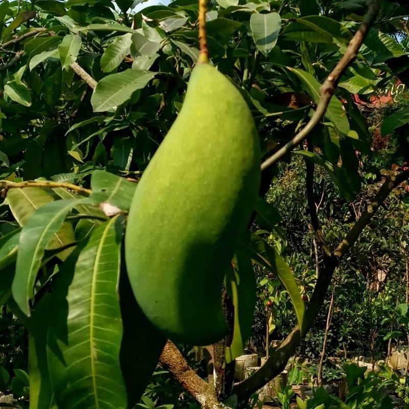 Bibit Mangga Mahatir Tinggi 1 Meter Batang Besar Cepat Berbuah