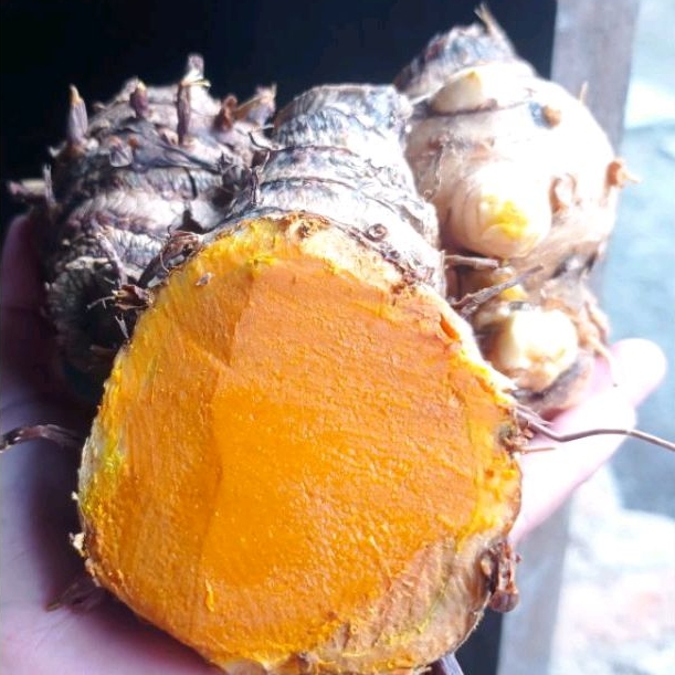 

Temu lawak /rimpang temu lawak fres.Murah meriah 1kg Rp 10.000