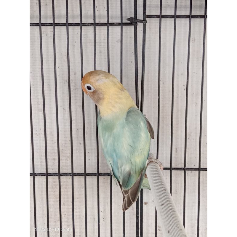 Lovebird PB PIED / PB PASTEL Mulus