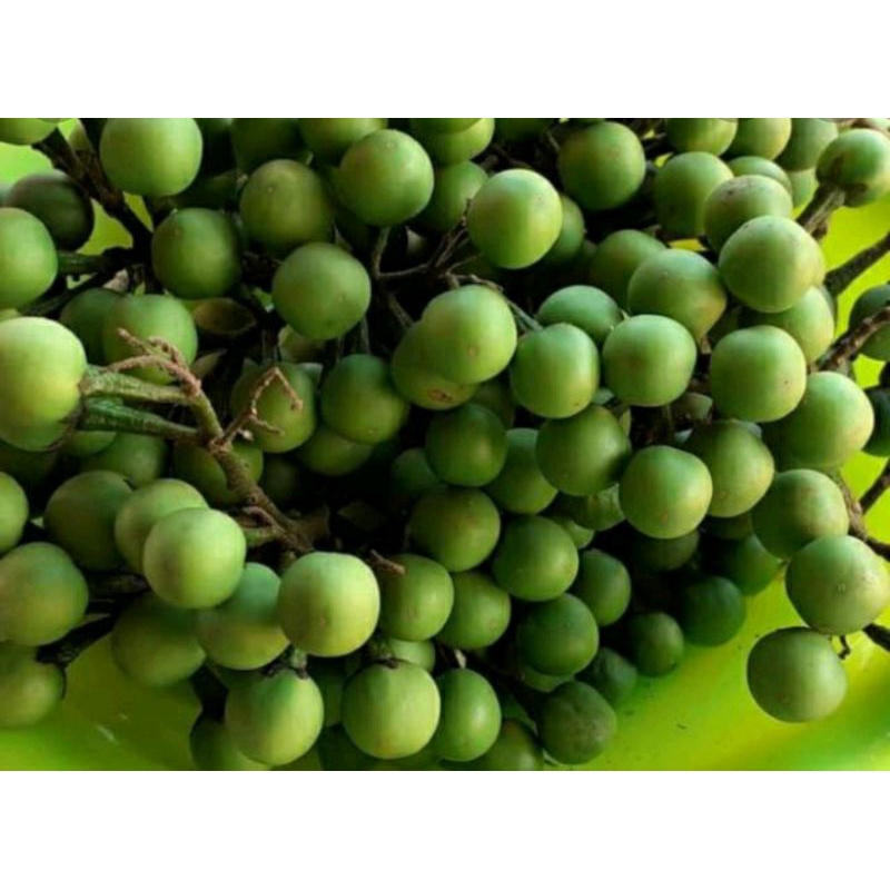 

sayur rimbang 100gr