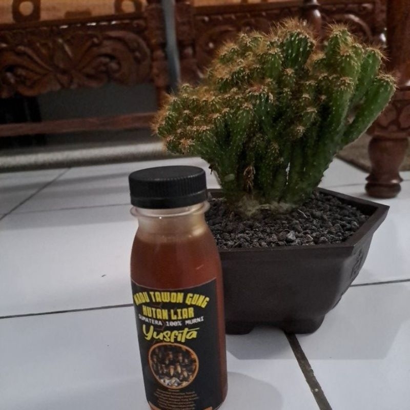 

madu hutan liar