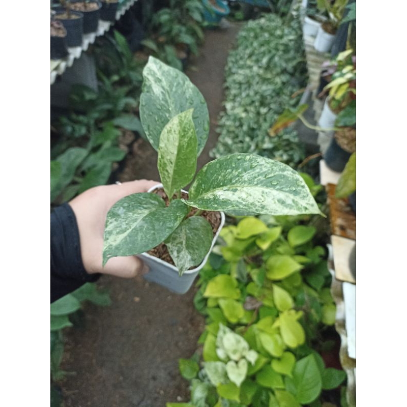 Anthurium Hookeri Varigata