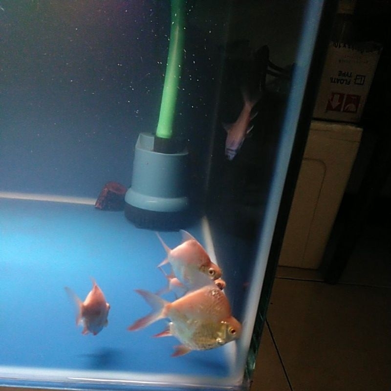 Kaviat Albino SB king A++