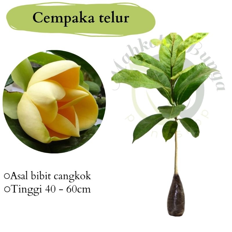 tanaman wangi cempaka telur - cempaka gondok