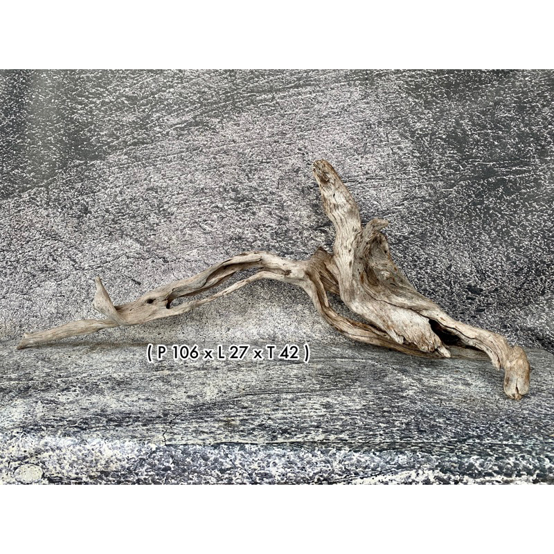 Kayu Santigi Laut Aquascape