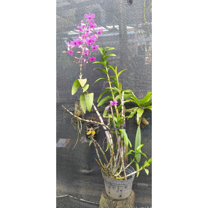 dendrobium bantimurung