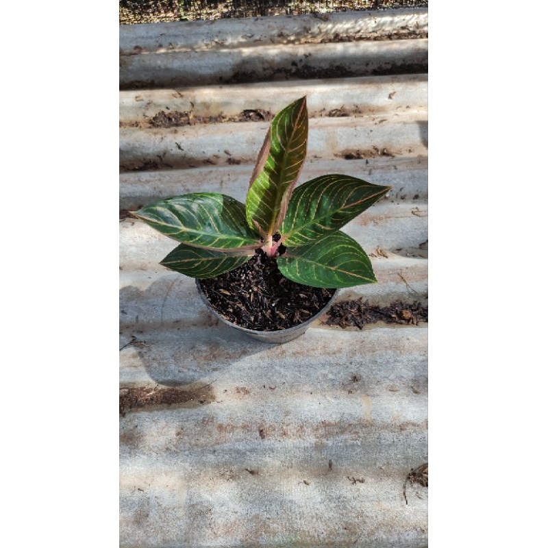 AGLONEMA KRESNA GOLDEN