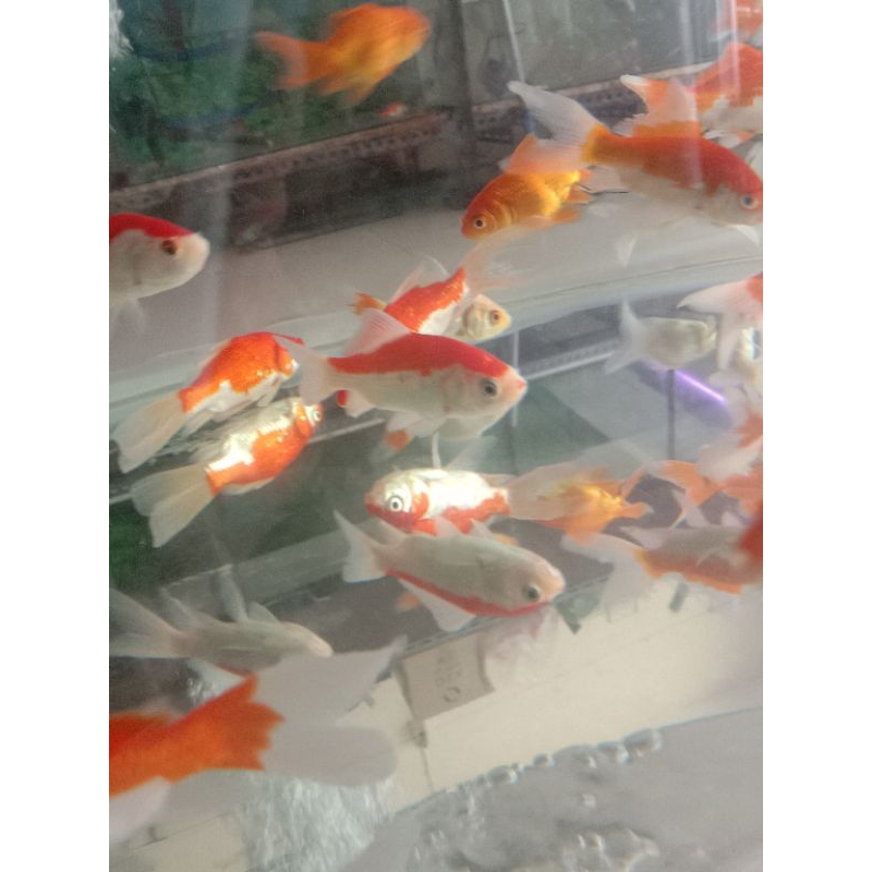 Ikan mas komet