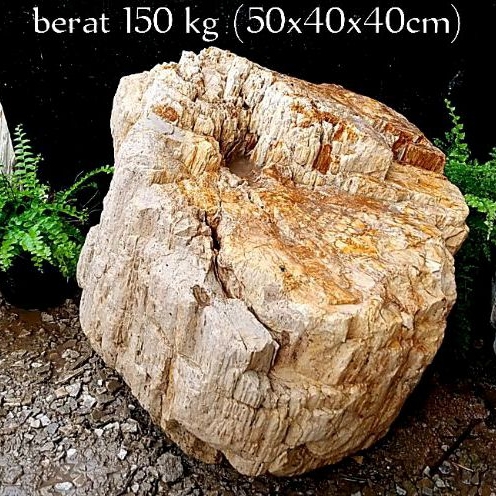 batu hias fosil kayu Cendana(110)