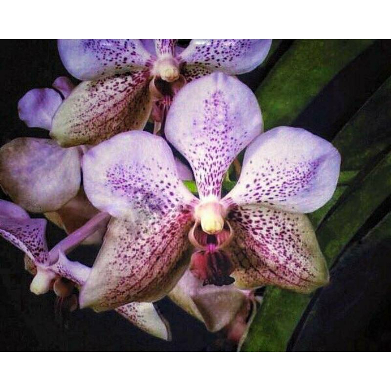Vanda Onomea seedling
