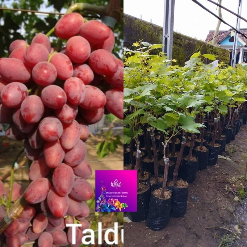 pohon anggur ninel cepat berbuah