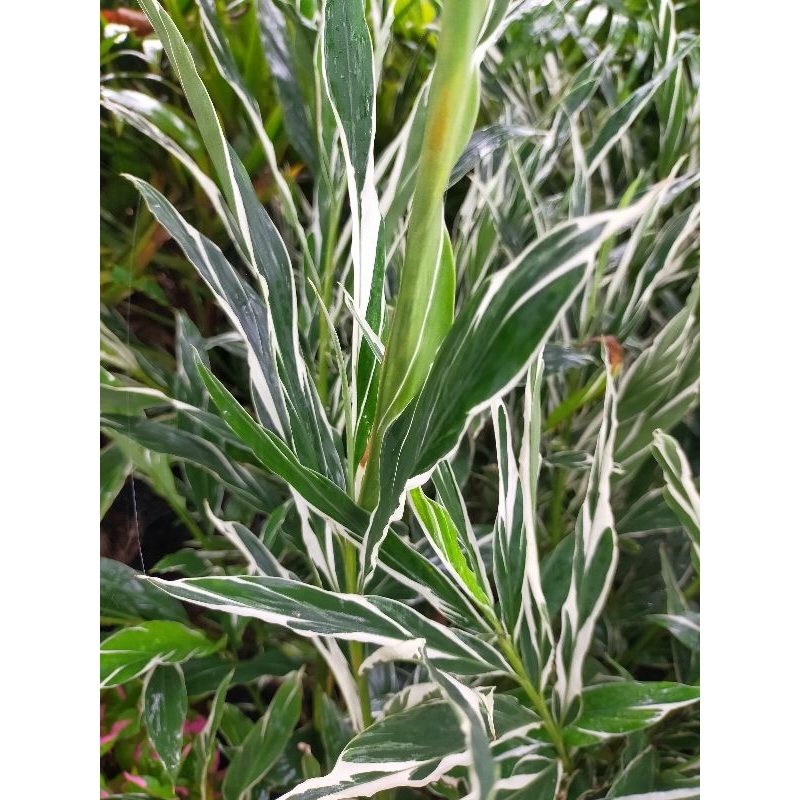[BISA COD] Tanaman hias honje varigata tanaman onje varigata tanaman herbal honje /onje