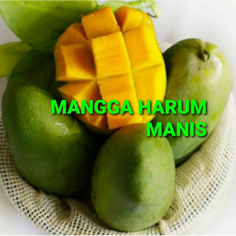 

MANGGA HARUM MANIS KHUSUS PARA SULTAN 1 KG (PREMIUM QUALITY)