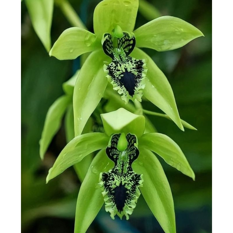 Anggrek hitam kalimantan pandurata siap berbunga