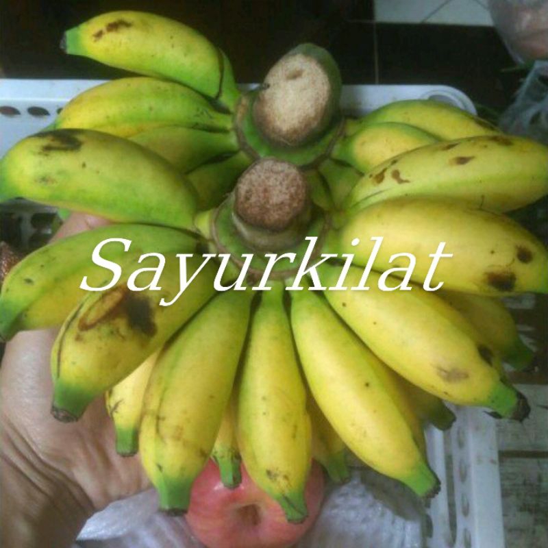 

Pisang lampung / 1 sisir