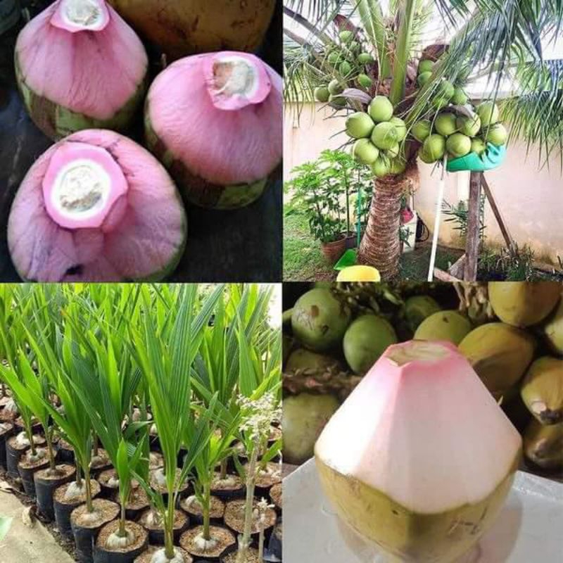 BIBIT KELAPA HIJAU GENJAH WULUNG PINK