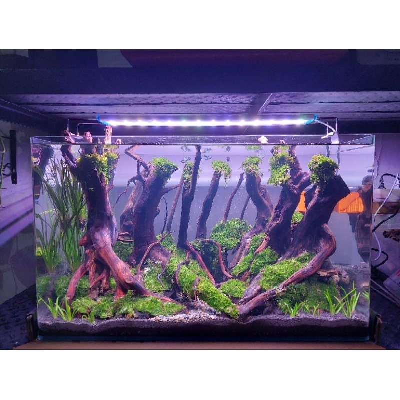 Aquascape Tema Hutan Jungle