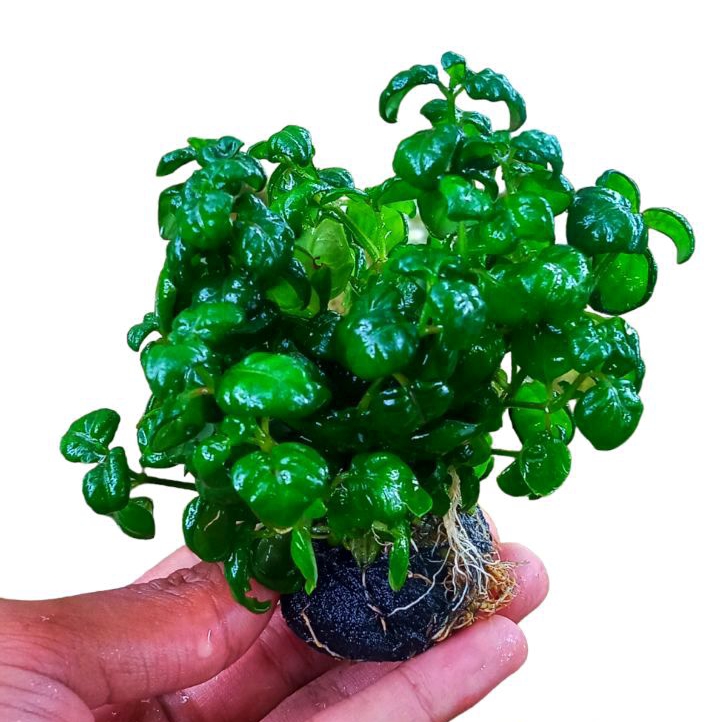 Tanaman Angguran Aquascape Media Wabikusa