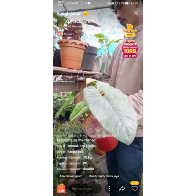 tanaman hias alocasia corazon