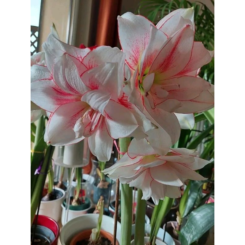 anakan Umbi bunga Amaryllis Elvas asli Thailand ORI import amarilis bulb bunga hujan