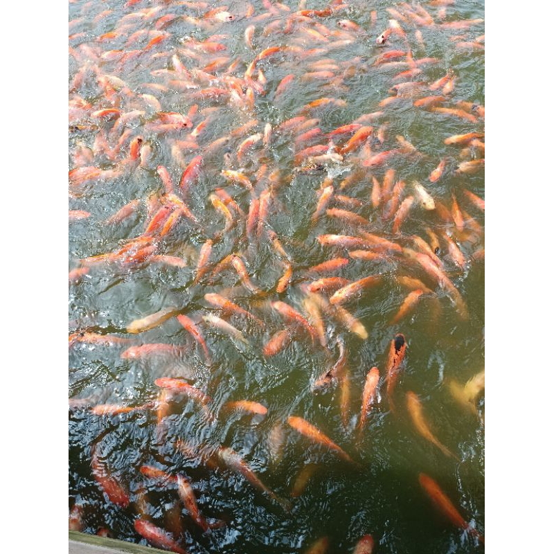 

IKAN nila segar