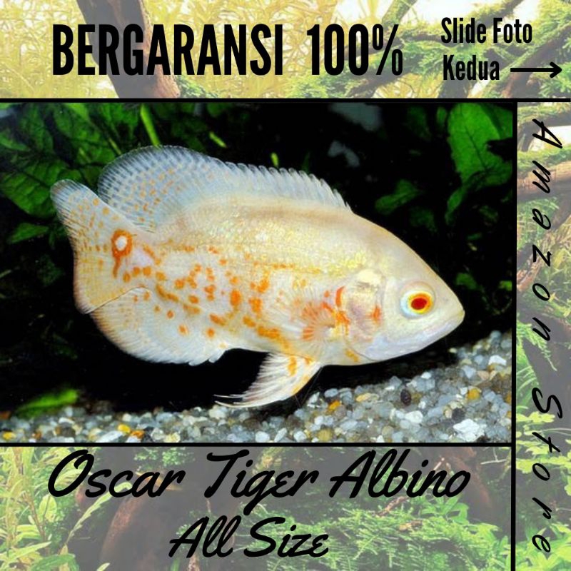 Ikan Oscar Tiger Albino