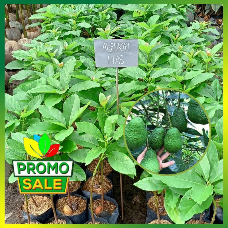 Bibit Alpukat Hass Australia Asli Valid Tanaman Okulasi Cepat Berbuah