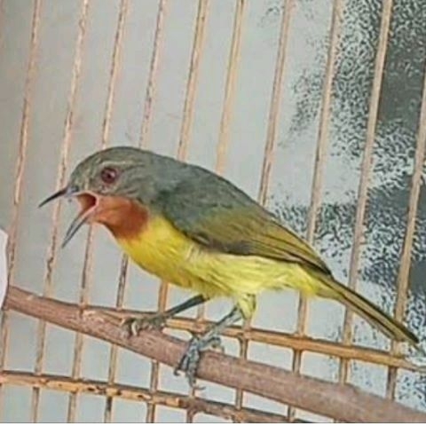 KOWUL BETINA MULUS ( TERNAK/CAS )