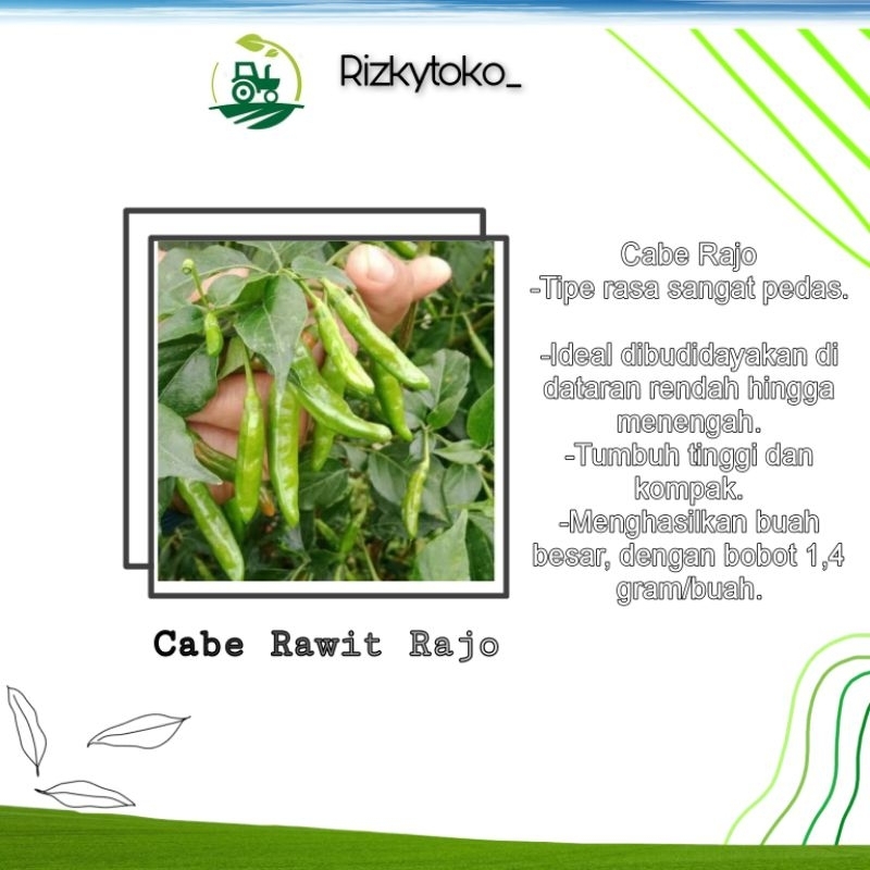 Benih CABE Rawit Rajo 20 Seed Repacking