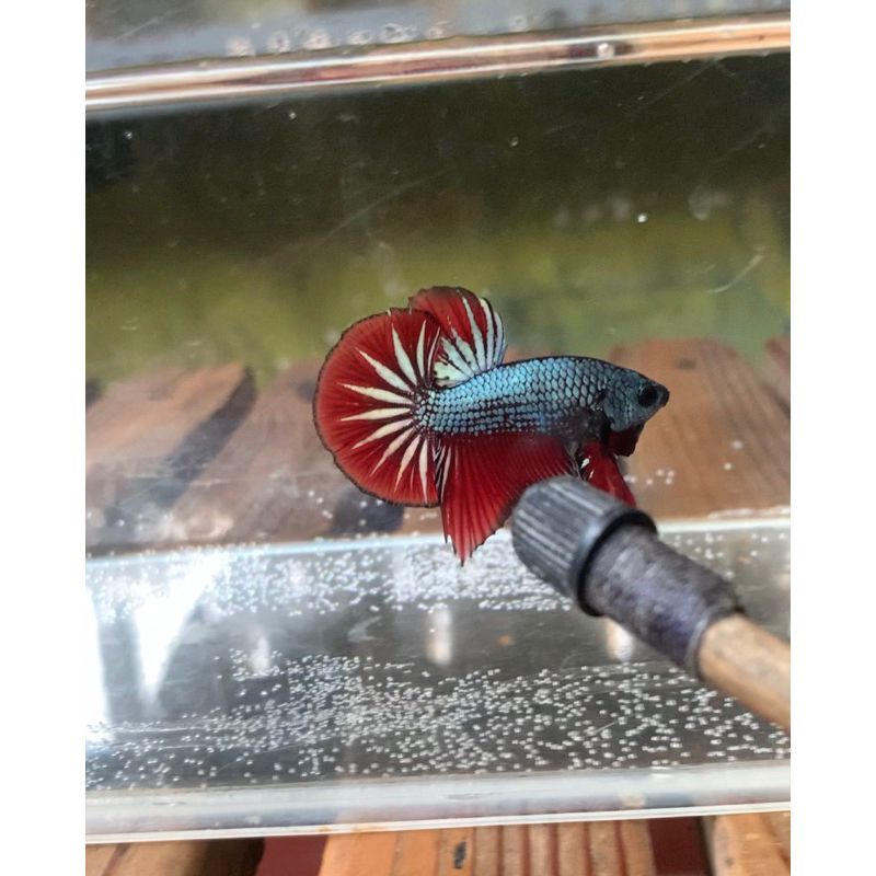 hmpk bahan kontes 2 ekor