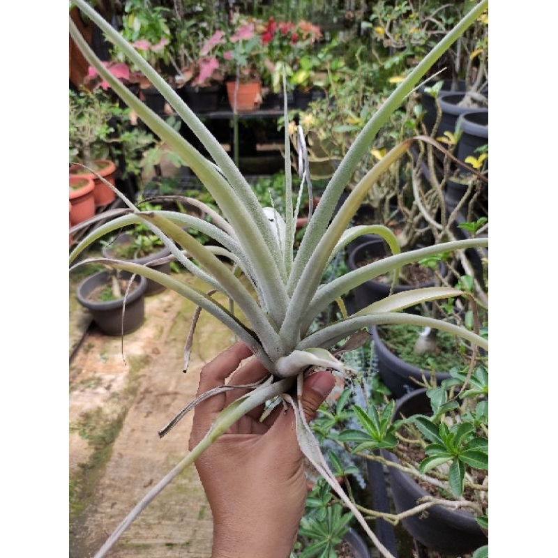 Tillandsia capitata yellow
